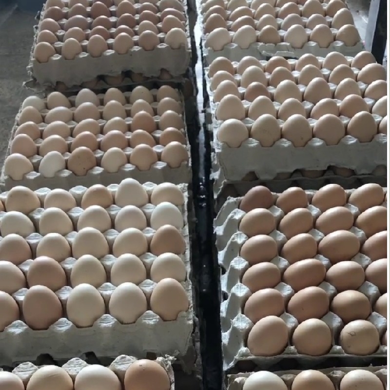 فروش تخم نطفه دارگوشتی